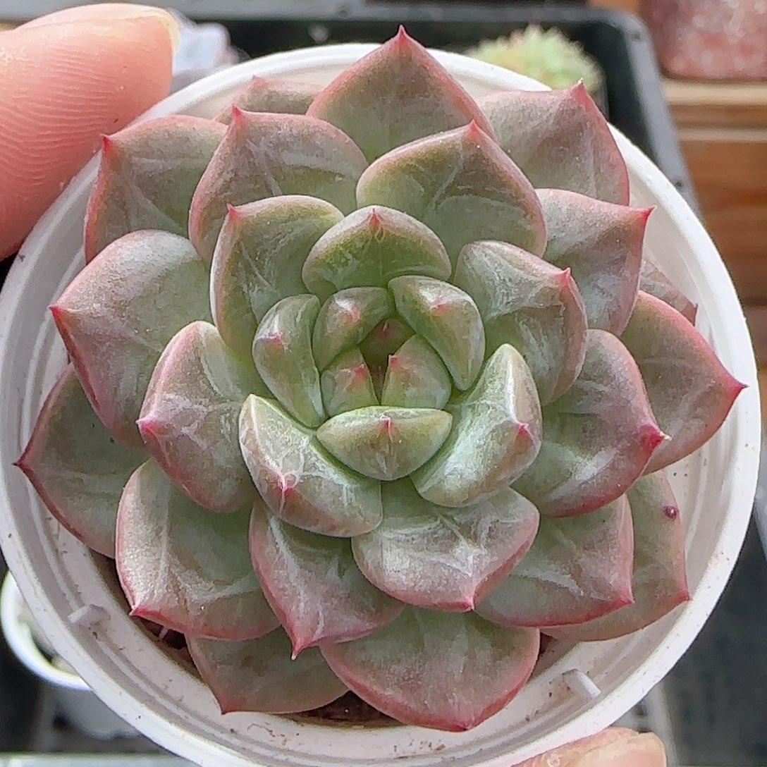 多肉0906-35红瑶珍妮