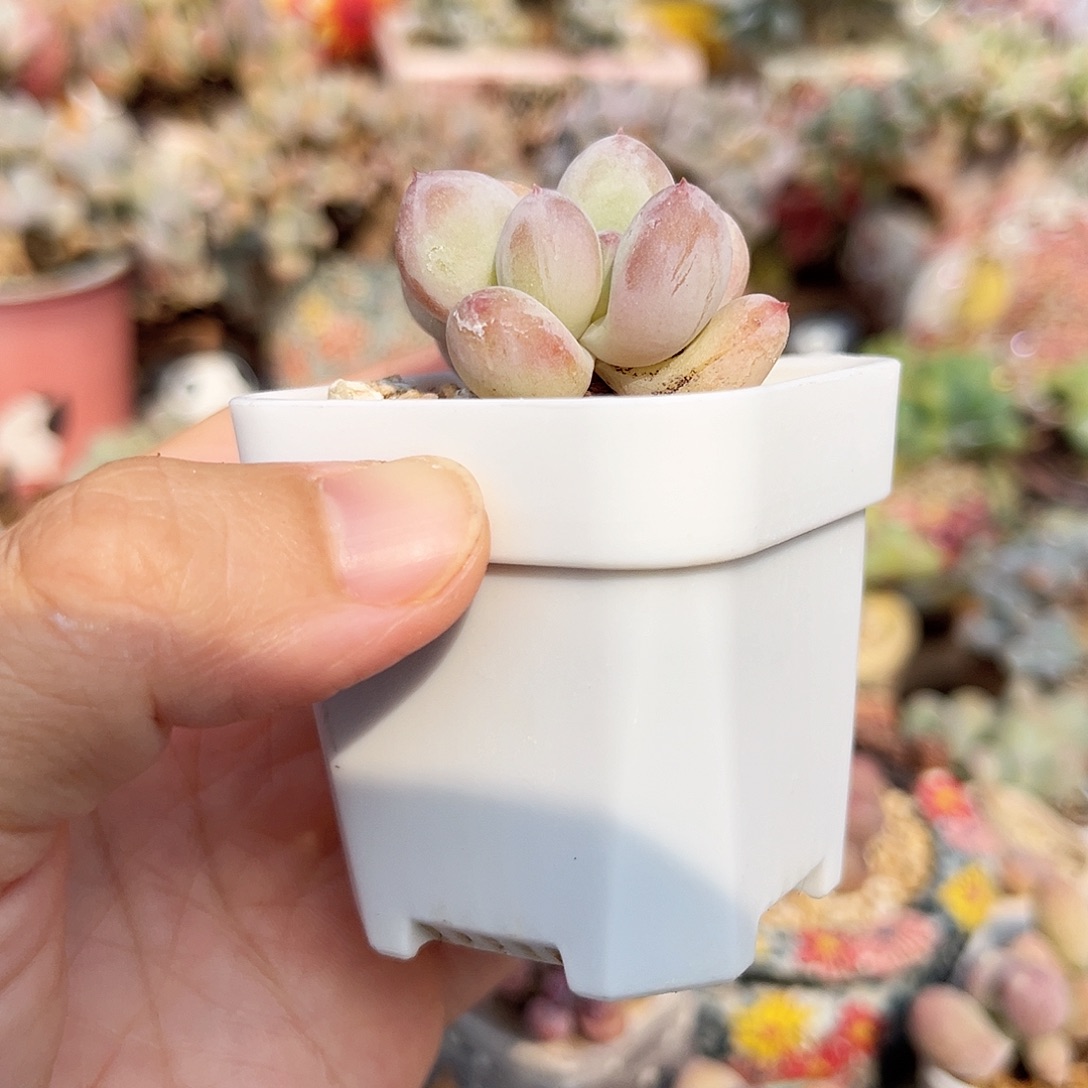 血芙奶酪一物一拍