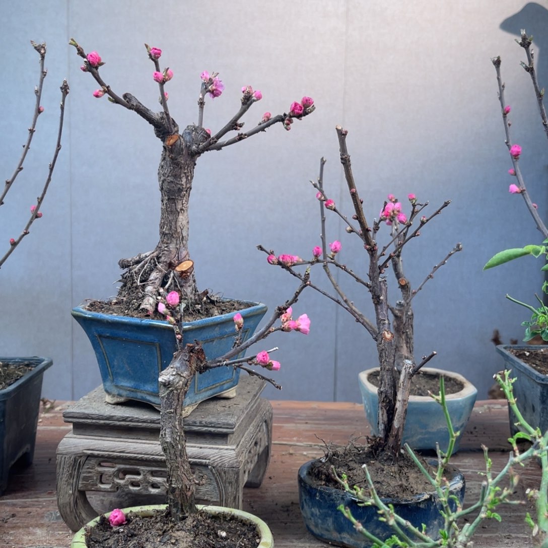 微月季盆景11111