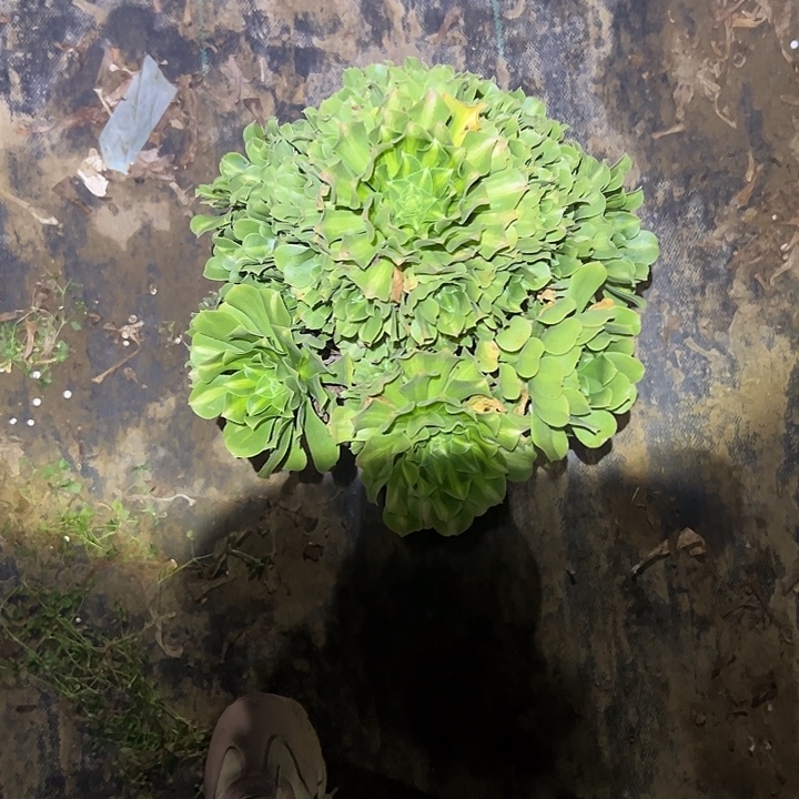 不包侧枝一物一拍21