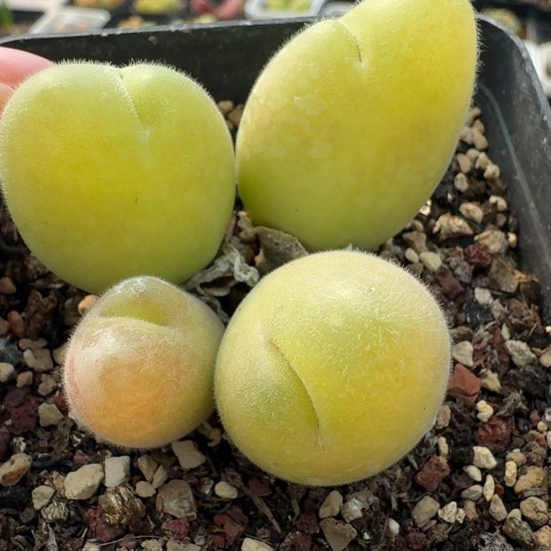  168带盆长毛翠滴大白眼