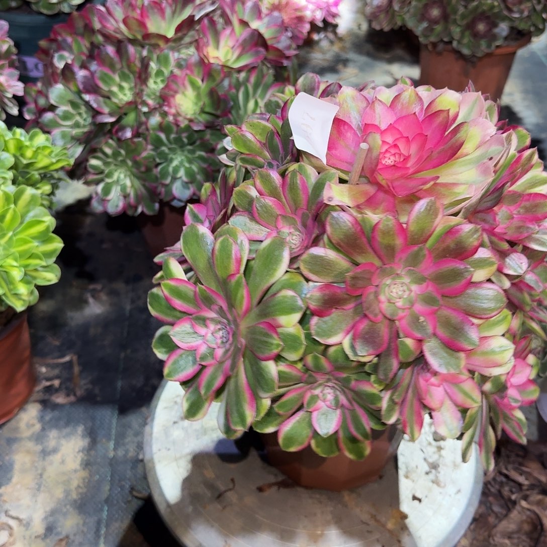 多肉植物颜如玉597