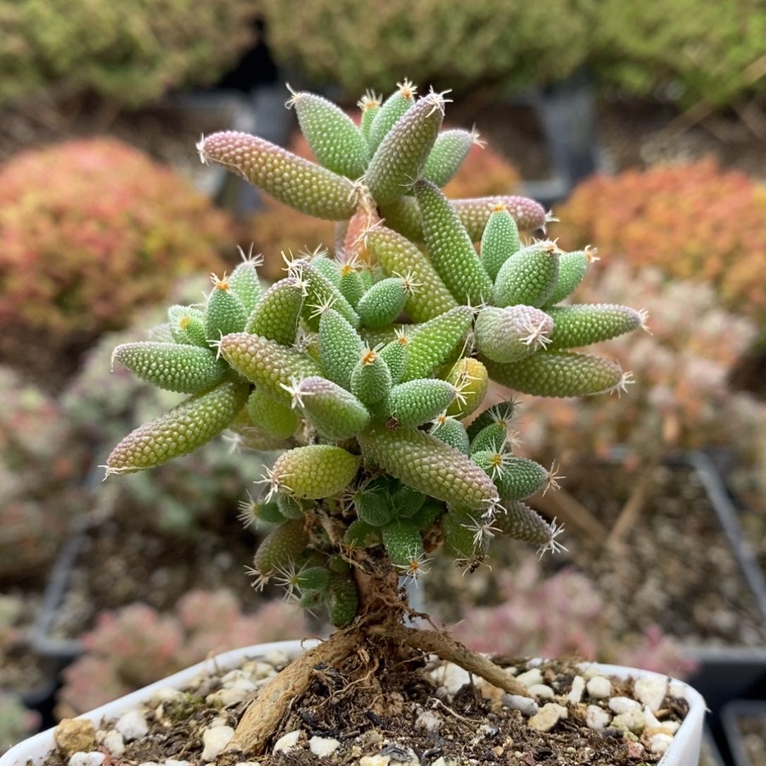 实生玉米7317枝干番杏