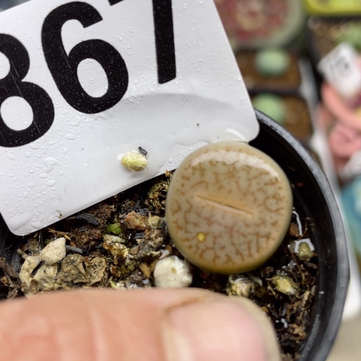 867彩曲母本带盆