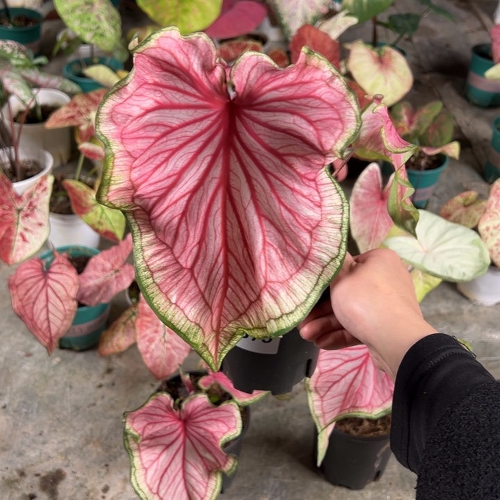 容***容不开花植物A675不包种球大小不包叶损