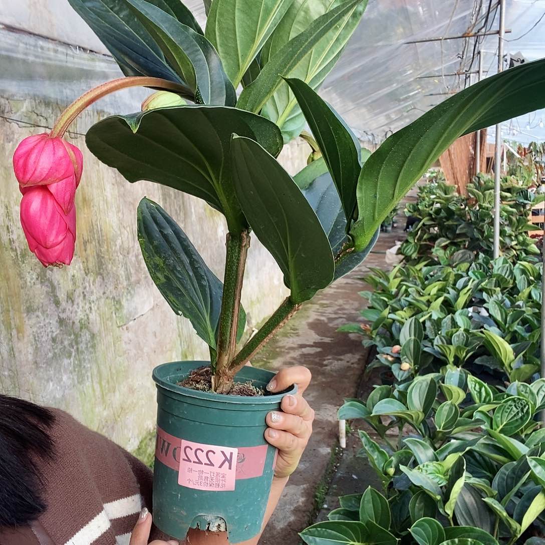 无花朵迷***羊木本植物222