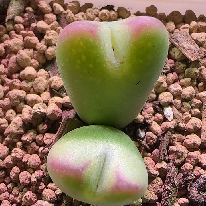 哈哈哈哈哈哈哈哈774