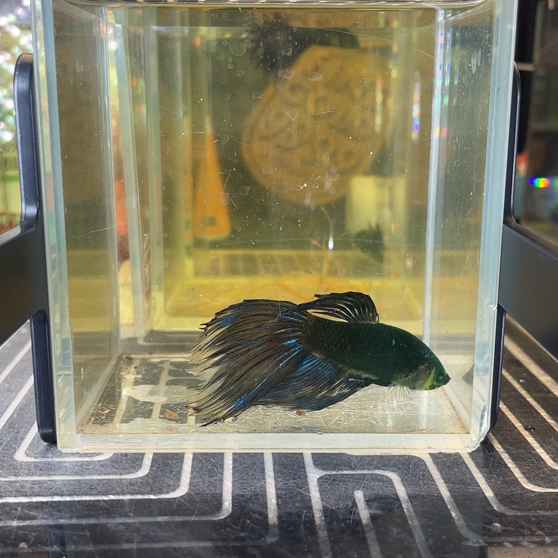 斗鱼15号1210早绿半