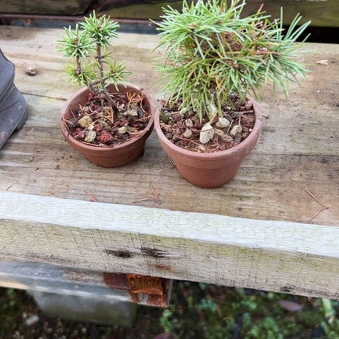 无花朵健健康康了啦啦啦