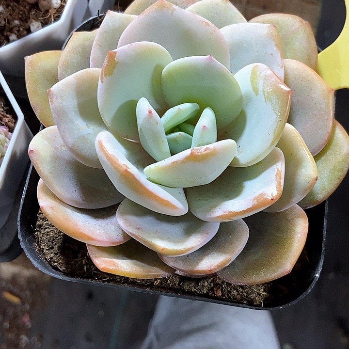 多肉植物韩版奶茶1857