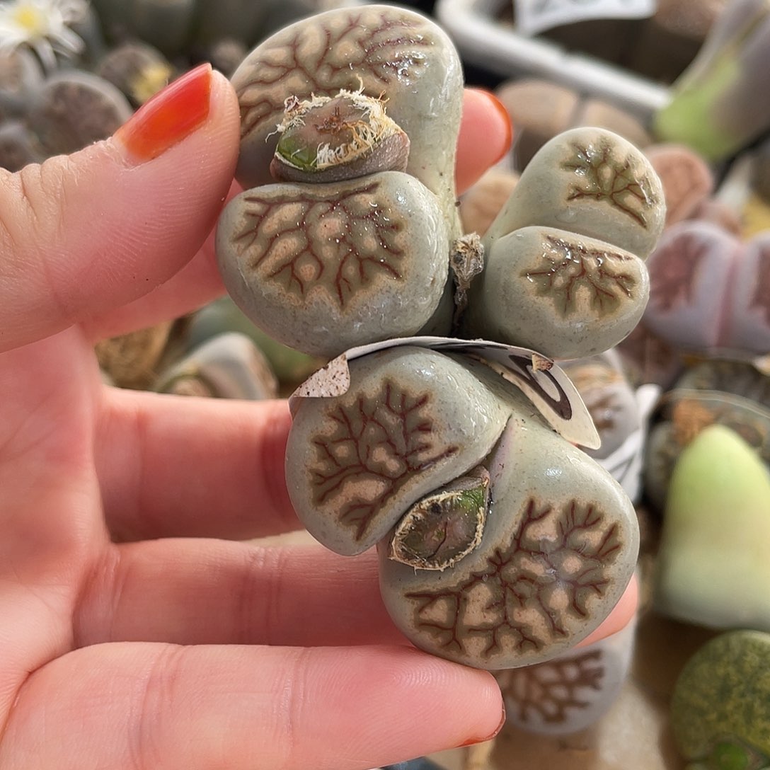 生石花一颗139000