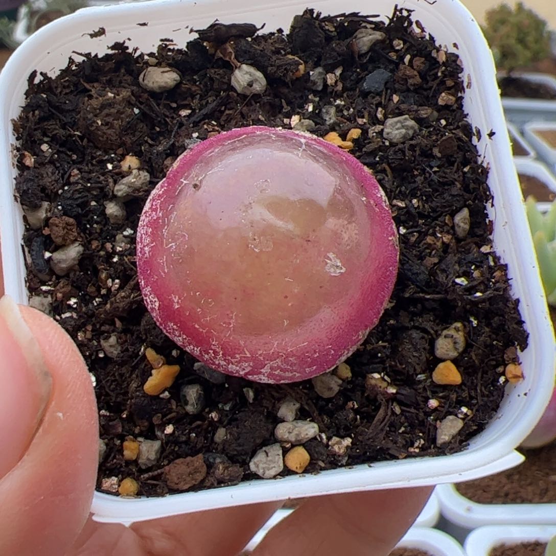 173号灯泡2.16多肉