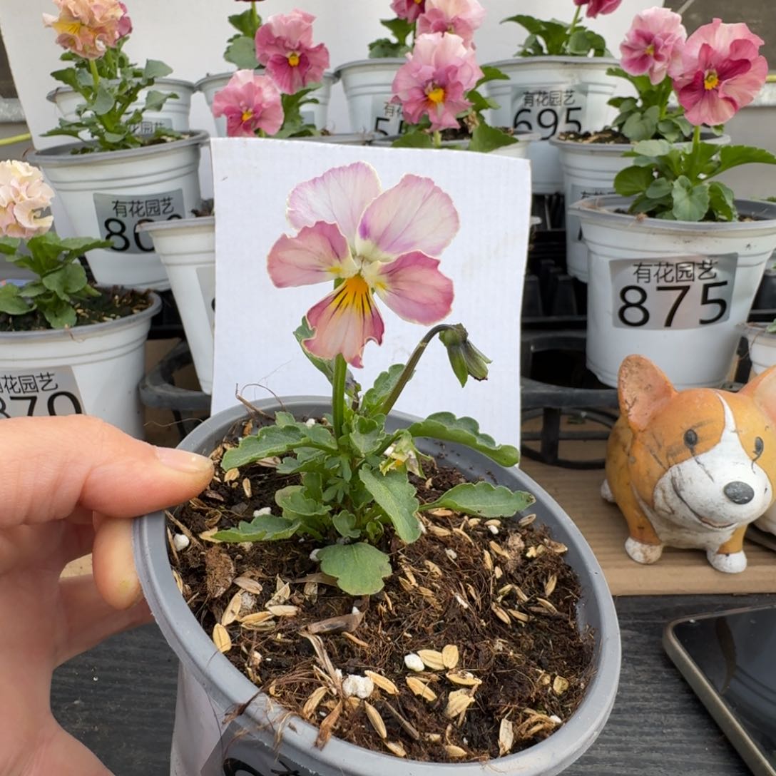 无花朵902号角堇