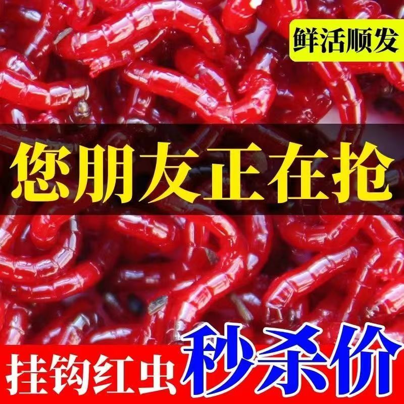 红虫营养土混装鲜活特大号黑头公虫活饵拉饵野钓饵料鱼饵鲫鱼饵鱼