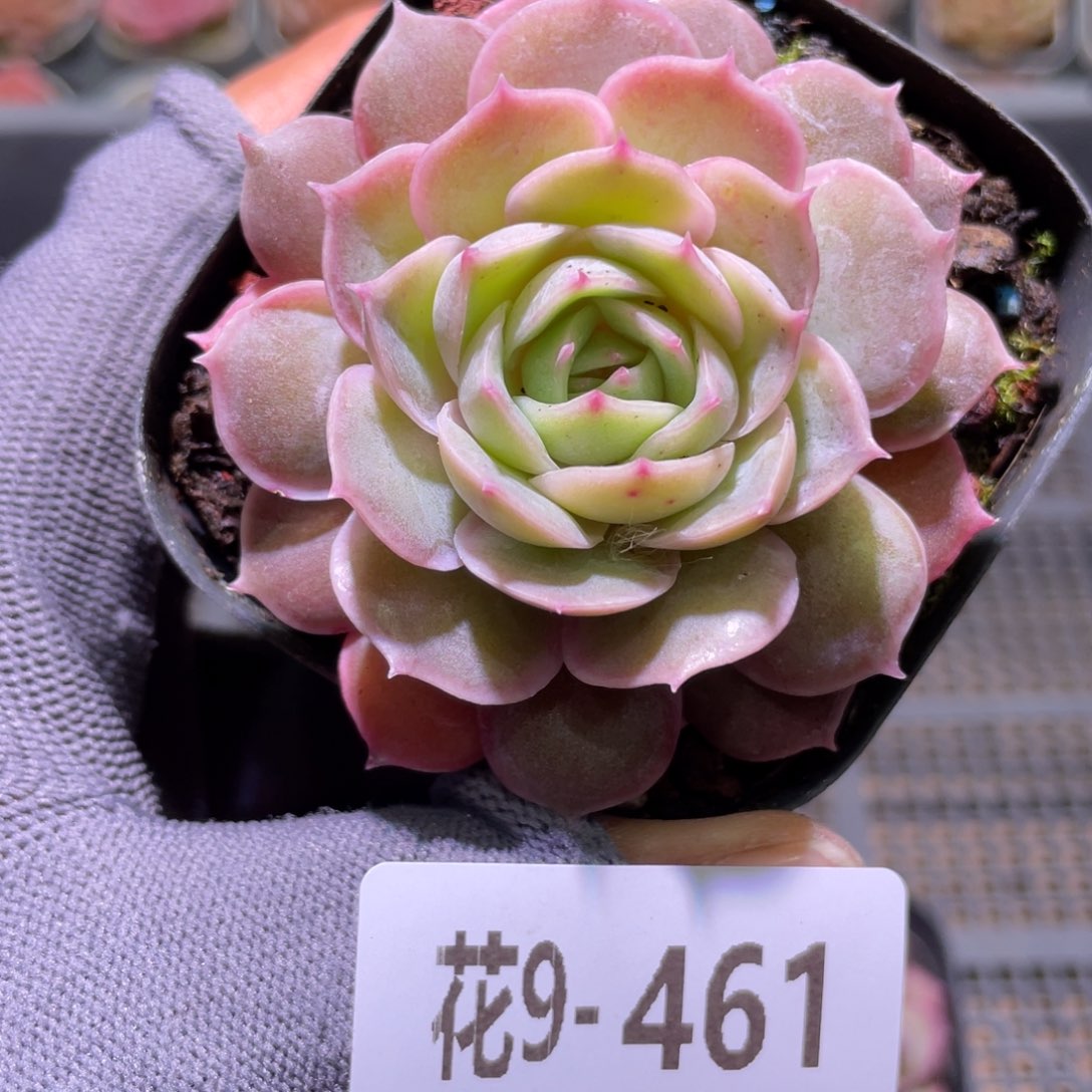 花利美9-461昂斯诺