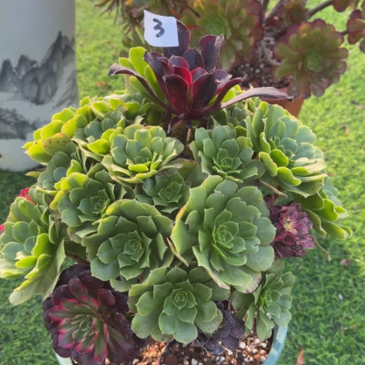 【闪购商品】3嫁接多肉法师