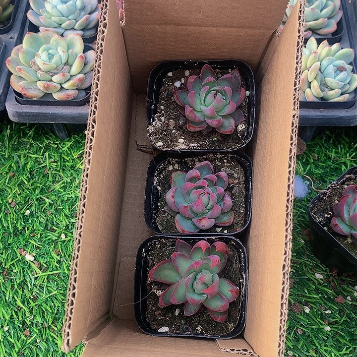 A196惊鸿仙子多肉