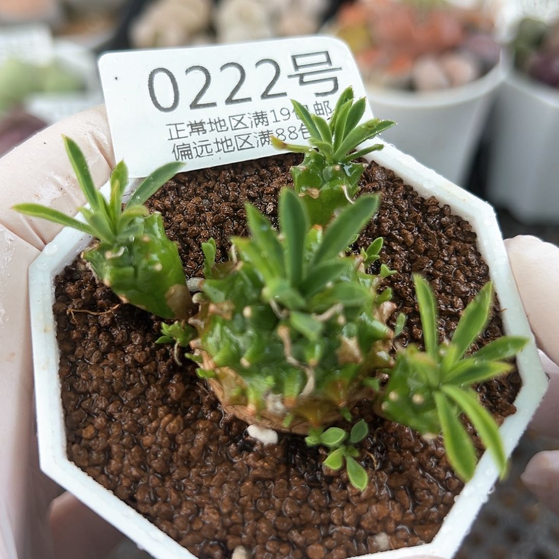 好养易活生石花大母本0222