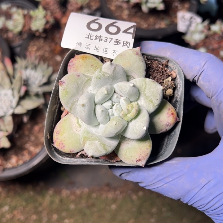 664哈哈哈哈哈哈哈哈