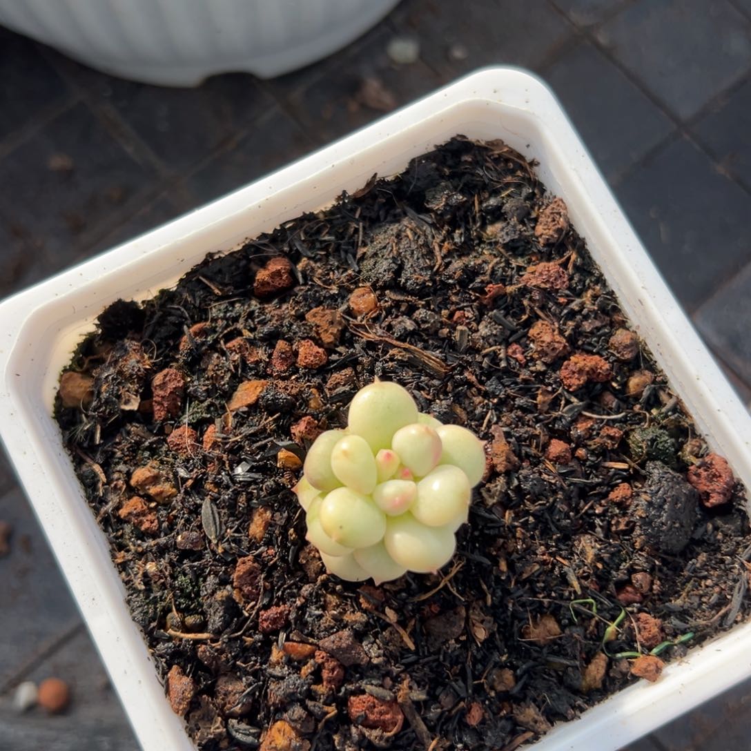 ****葱美人锦杂交绿头预定