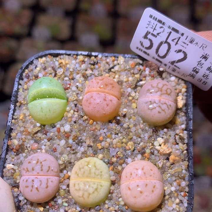 精品生石花214.502