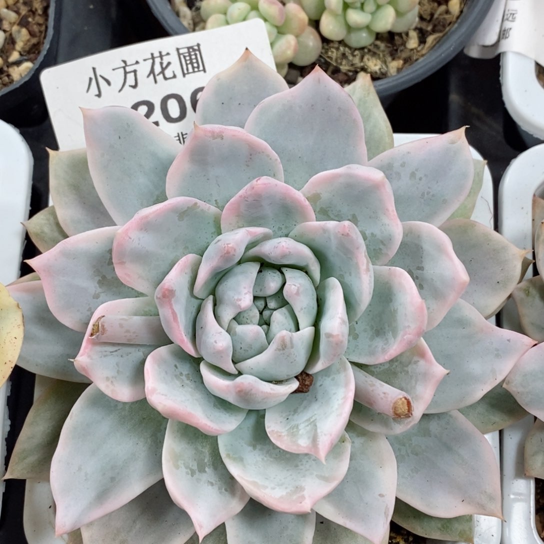 206厚叶粉蓝鸟锦      小方花圃一物一拍