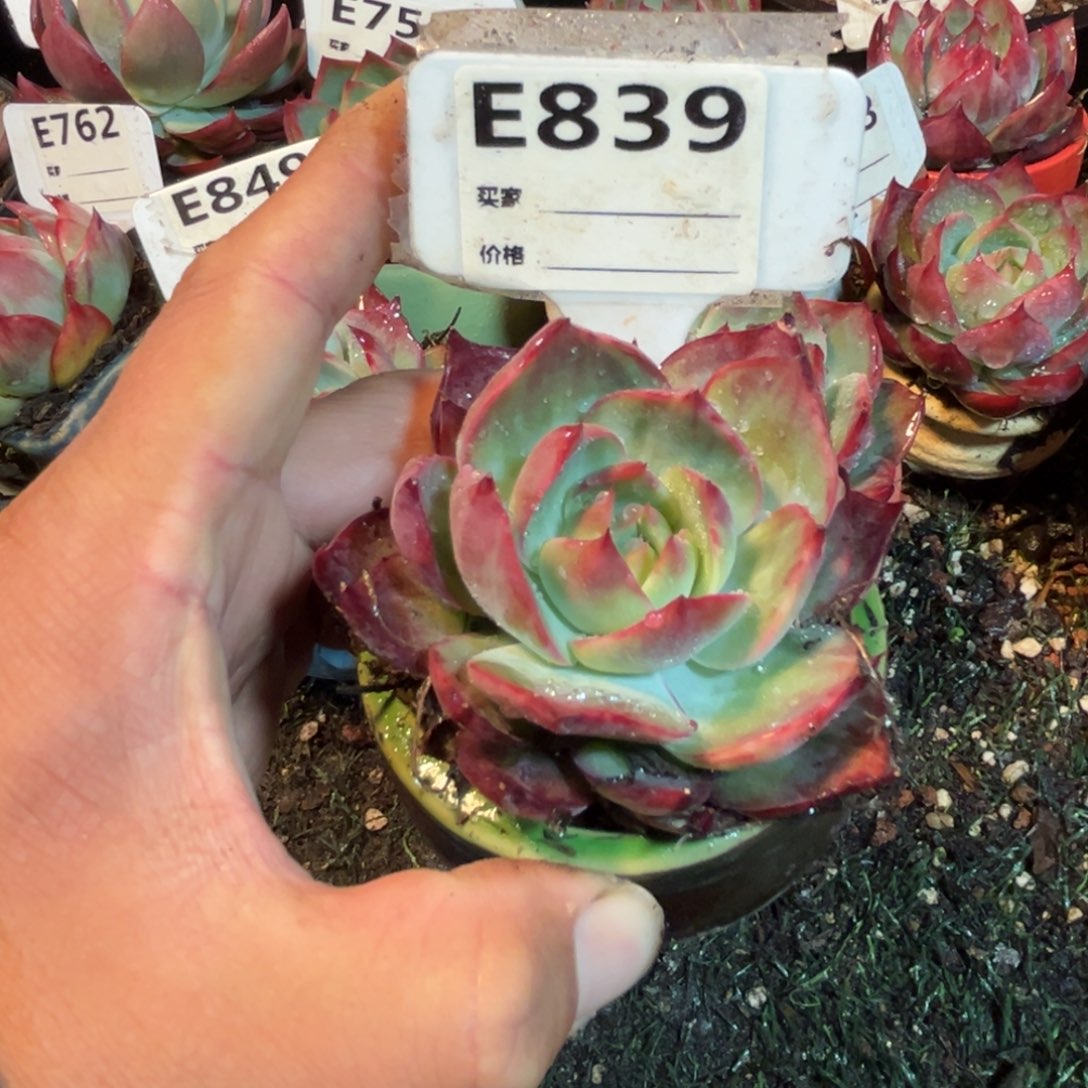 惊鸿一瞥839号多肉