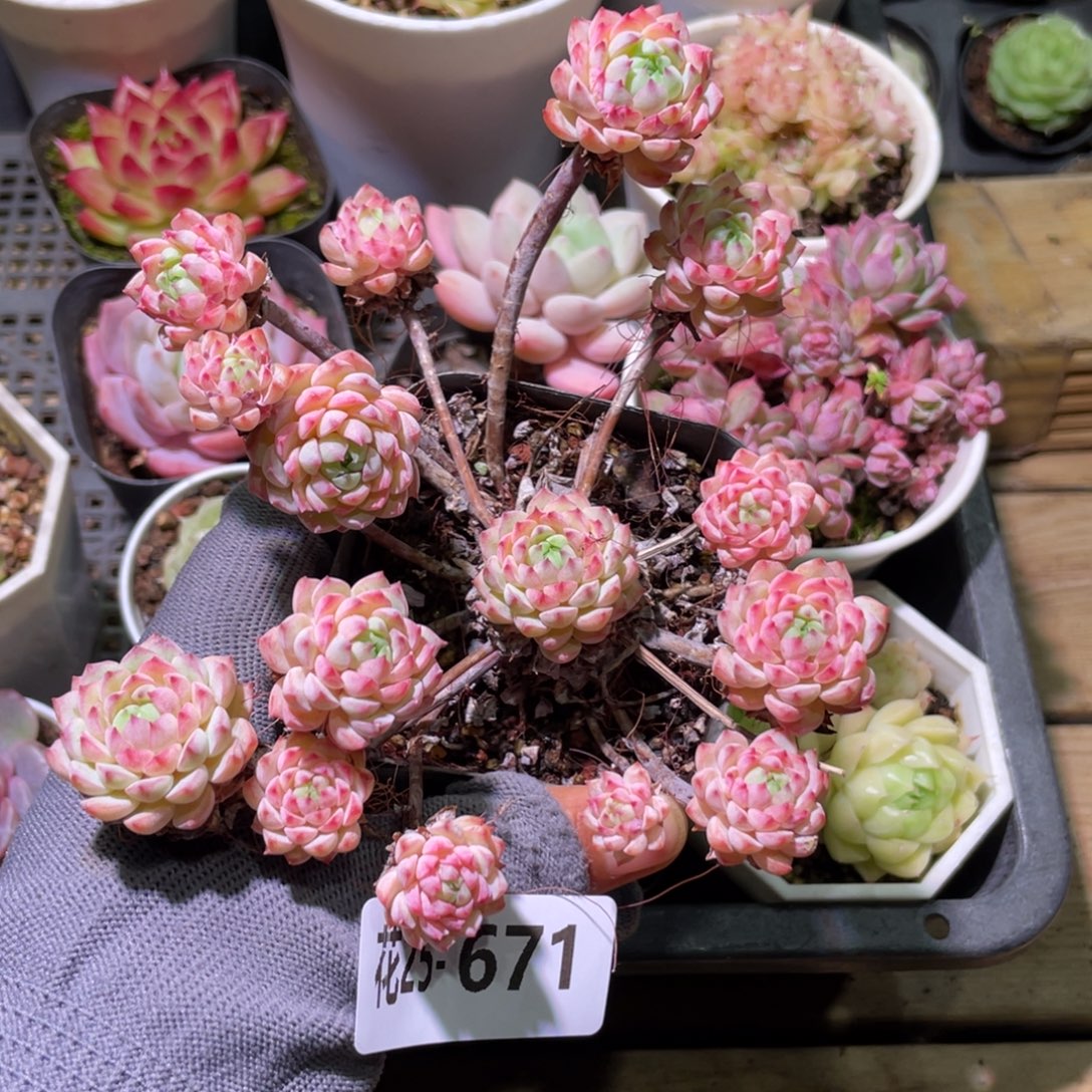 花利美25-671小粉莓