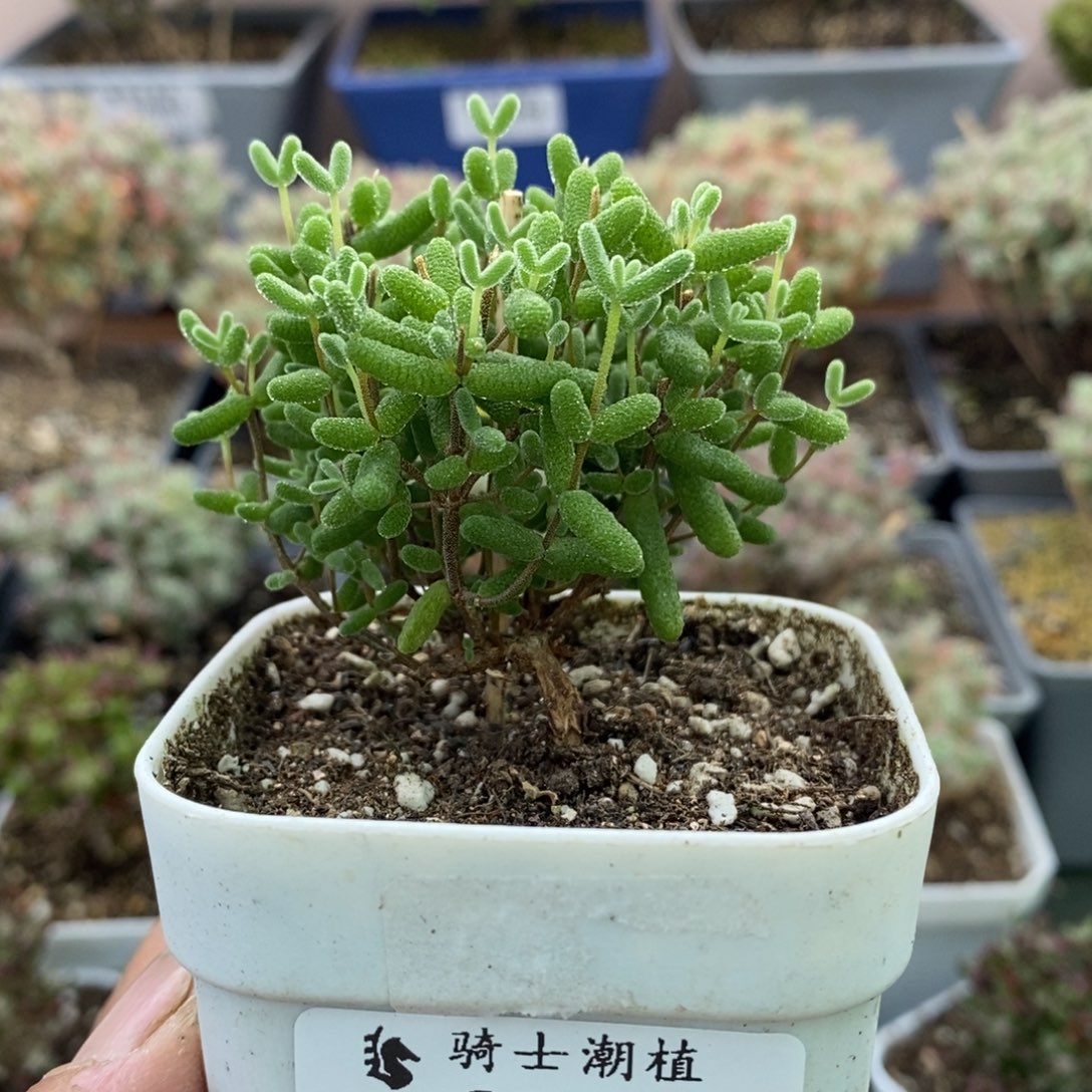 2124金桔糖球枝干多肉