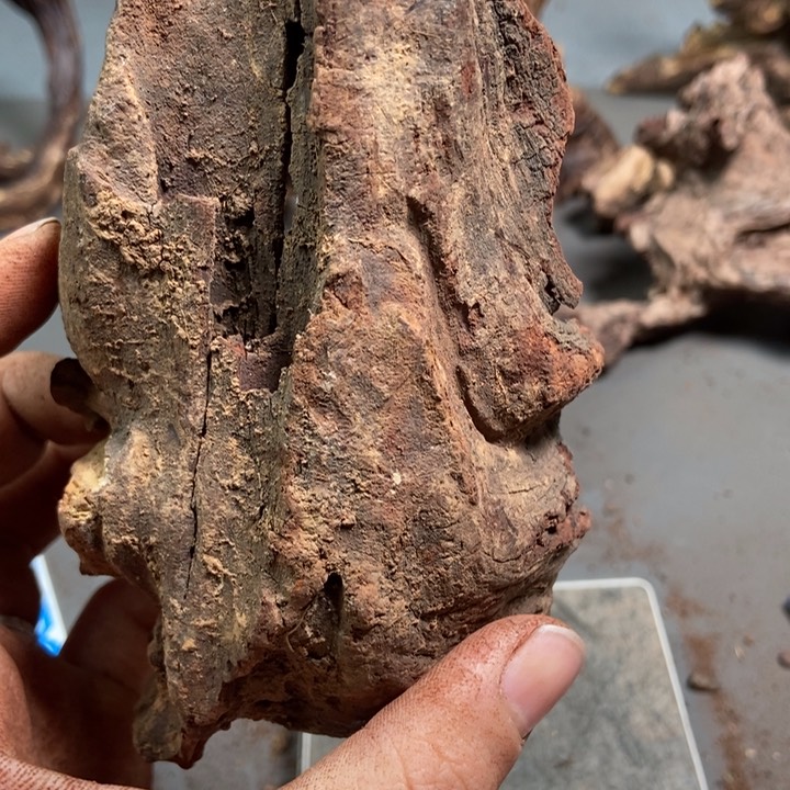 黄花梨/降香黄檀生****2海南红降