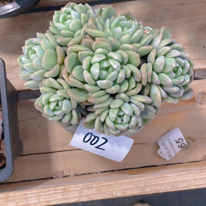 萱*贝谢谢你的支持00000002