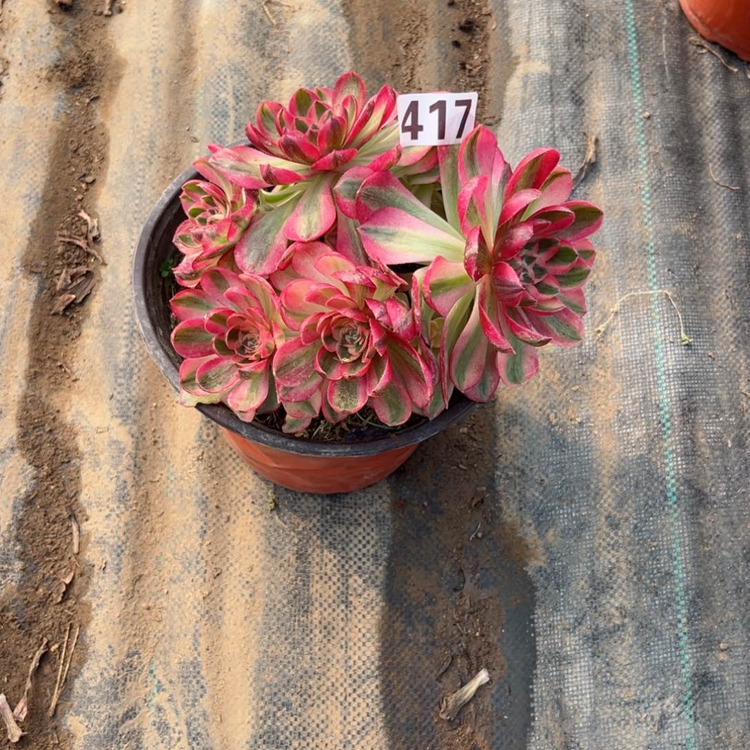 417倾城法师多肉植物