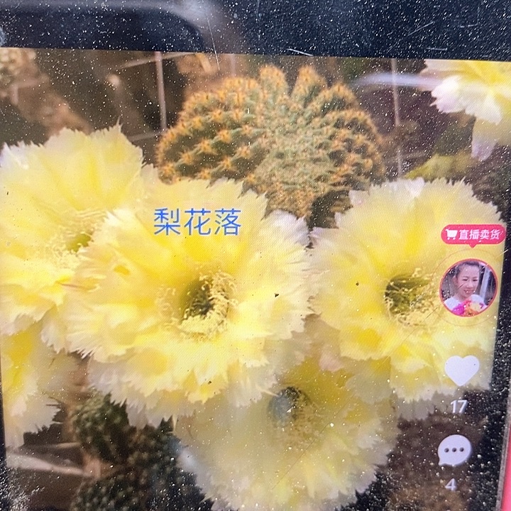 仙人掌嫁接梨花落