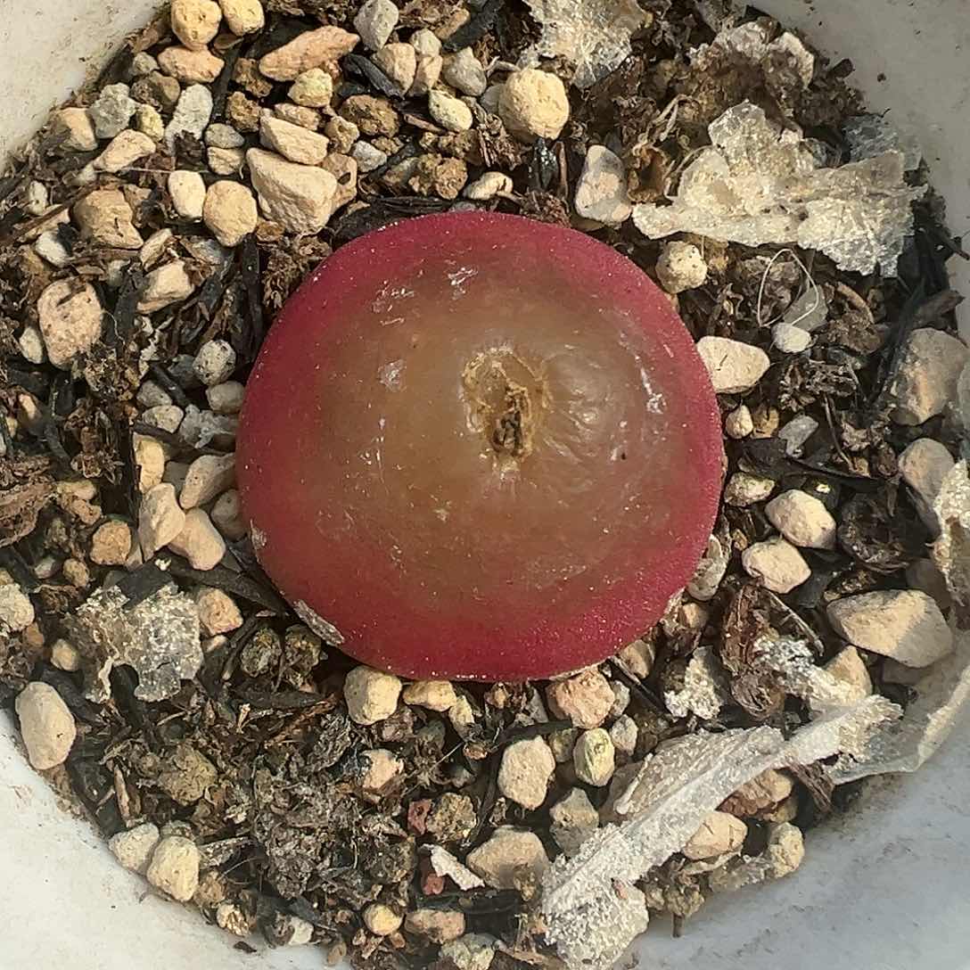 027灯泡带盆土发货