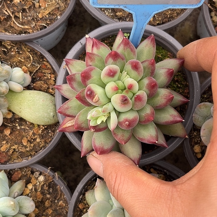 多肉植物二代虞083