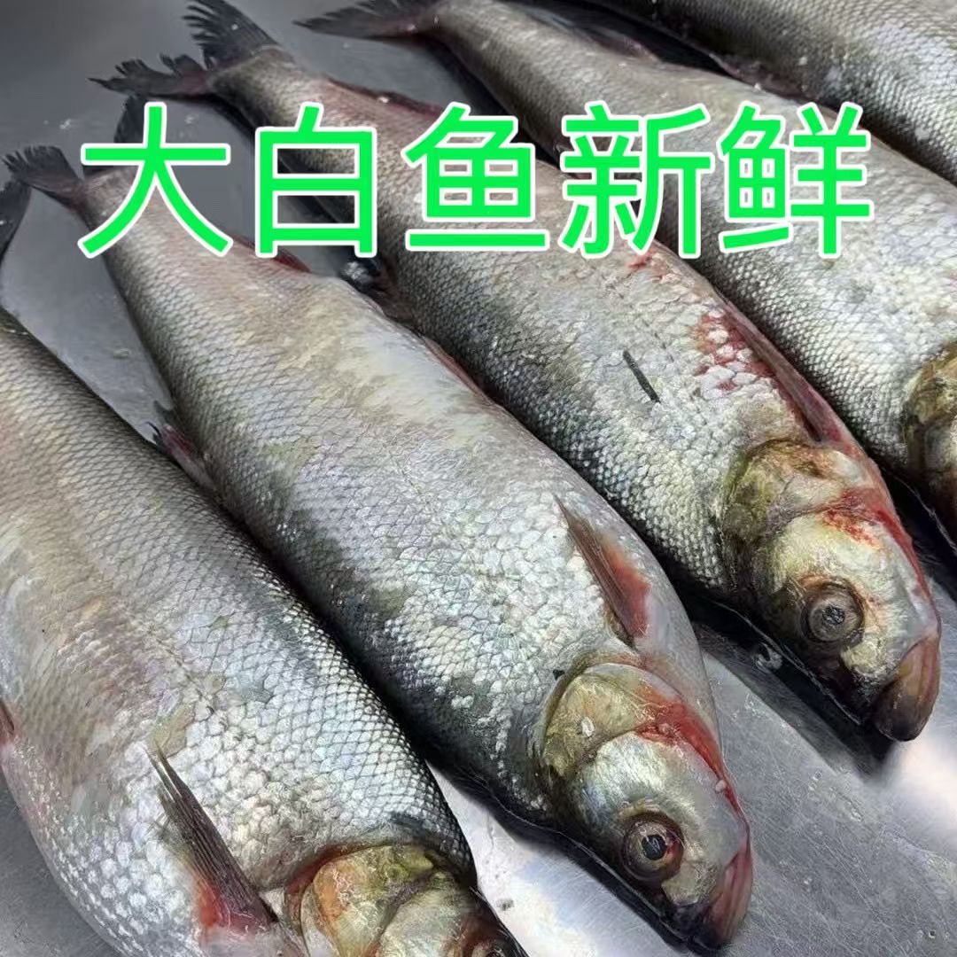 江西进贤新鲜野生白鱼顺丰包邮