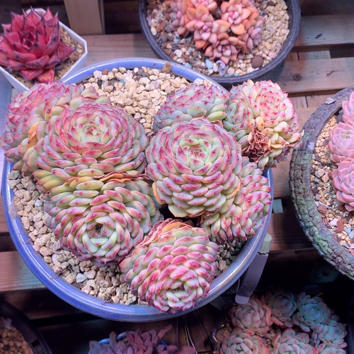 白胖子z z z z z z z z z z z