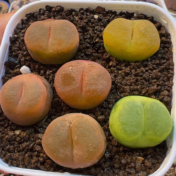 特价母本毛桃多肉植物