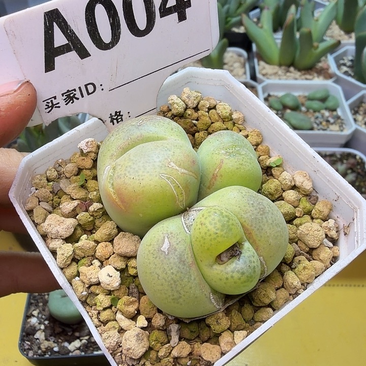 004。满38包邮肉锥