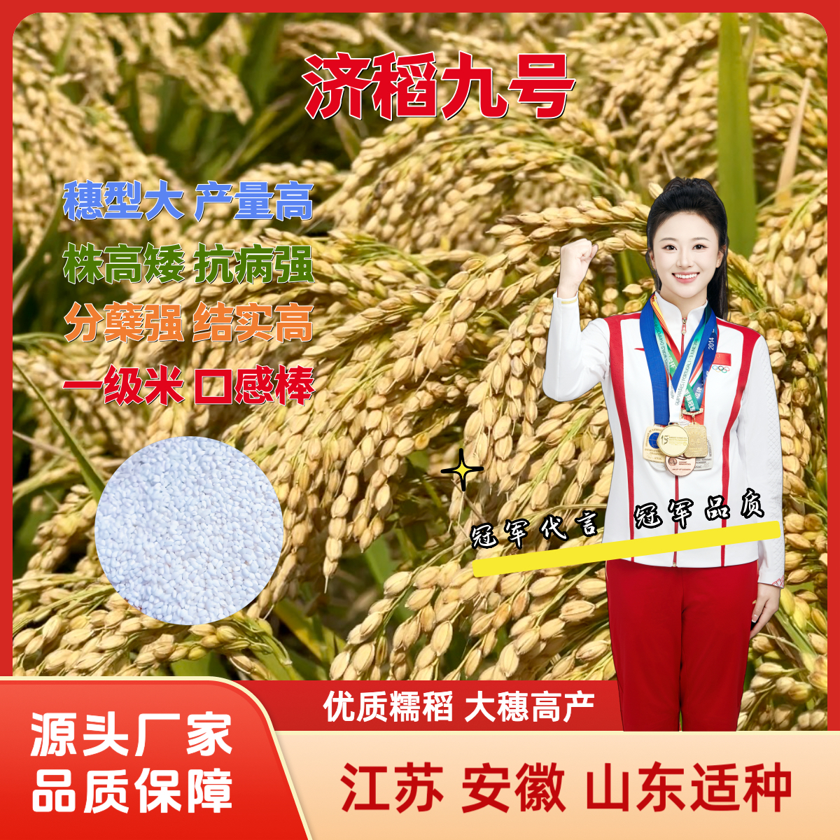 大穗糯稻济稻9号高产洁田抗除矮杆抗病抗倒优质水稻种子早熟软糯