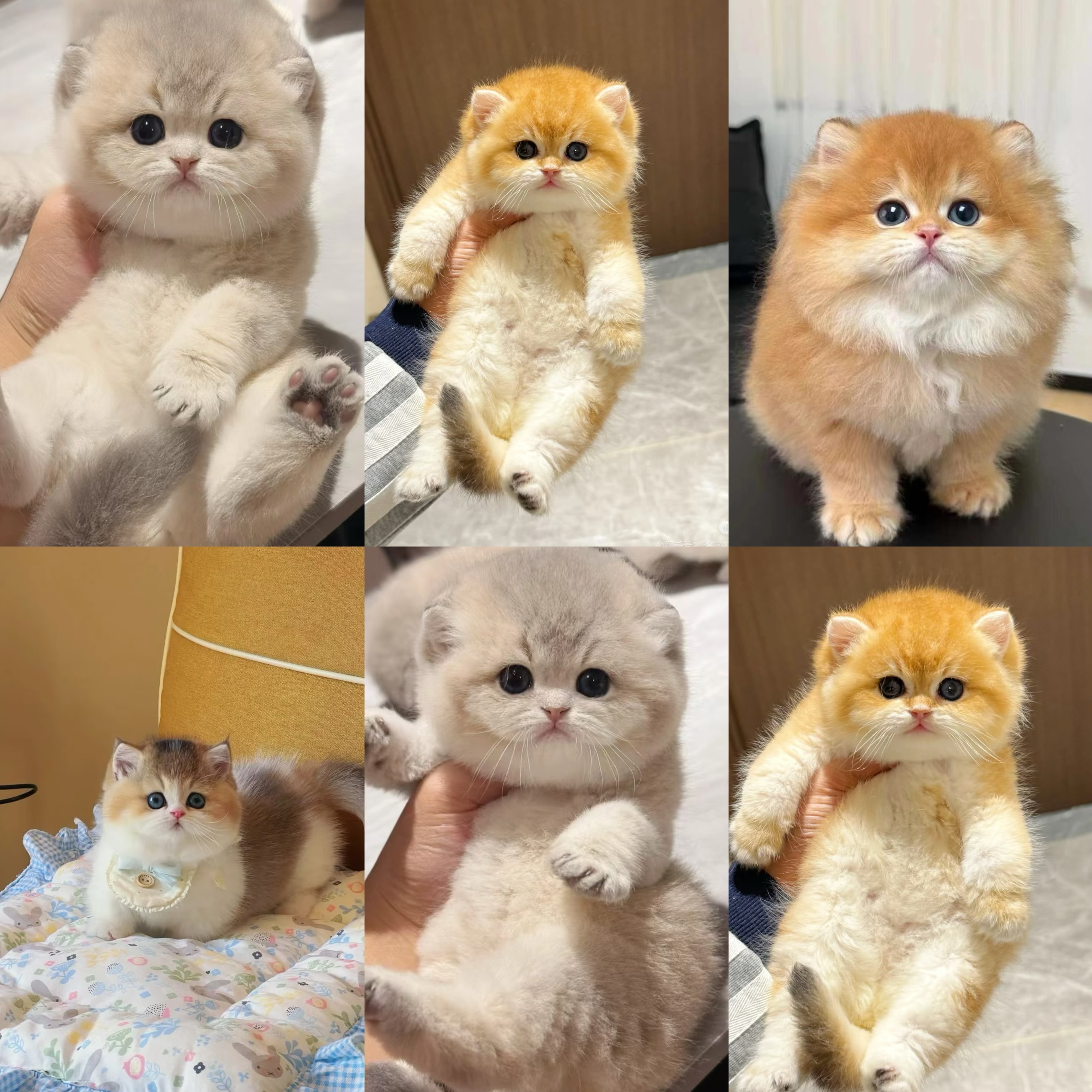 熊版金渐层蓝金渐层金白矮脚银白宠物猫