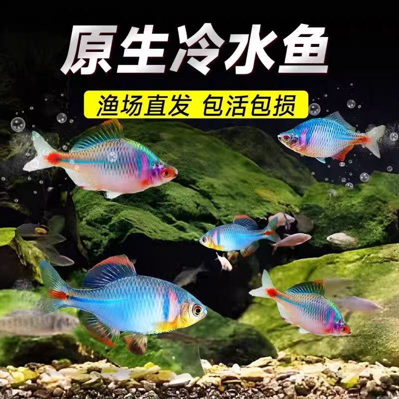 七彩鳑鲏鱼冷水淡水观赏鱼好养耐活可除藻除油膜