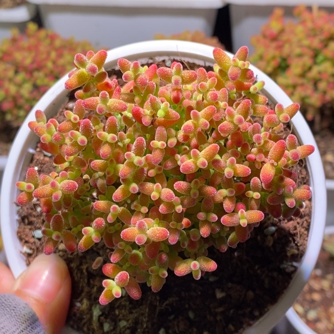 蜜桔糖球枝干番杏411