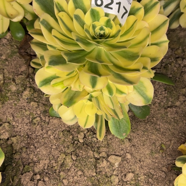 6217南雪莲多肉植物