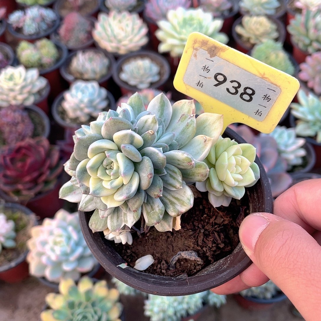 佛***R938号多肉植物盆栽