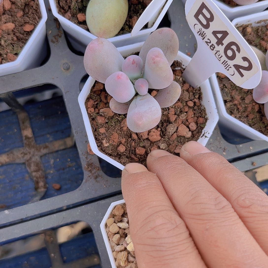 B462Mike奶一物一拍