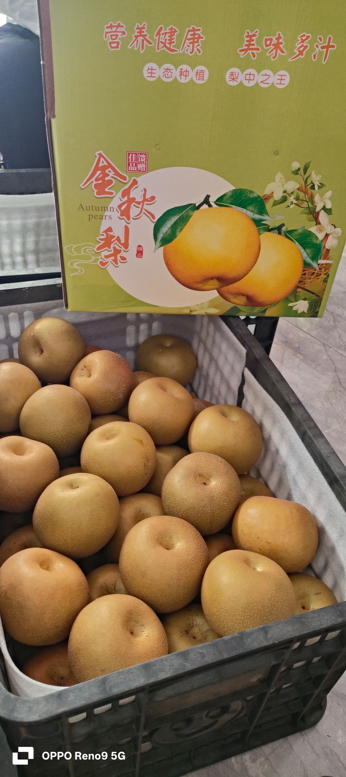 媛媛专属湖南雪峰山露天金秋梨彩箱礼盒脆甜多汁南果梨