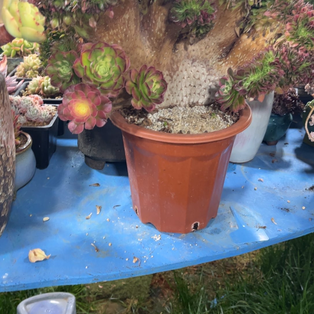 扭***柴多肉植物保护研究所所长的