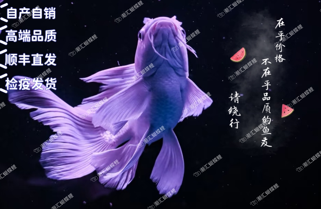 狮子头蝴蝶鲤台系观赏鱼赛级精品石膏白球短好养活淡水18-22