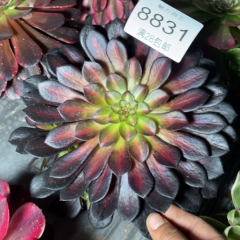 黑桐多肉多肉8831